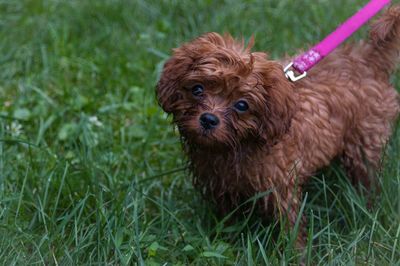 Close-up portrait of dog on grass