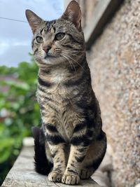 Close-up portrait of a cat