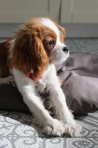 Close up portrait of cute dog puppy. cavalier king charles spaniel blenheim.