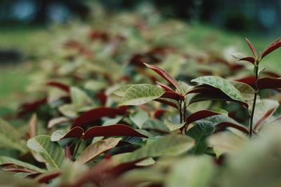 Close-up of leaves on field