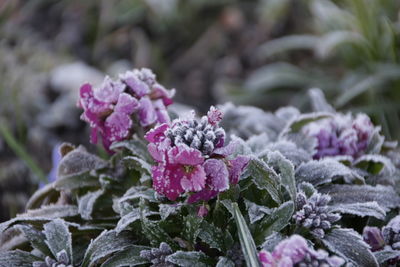 Close-up of purple flowers