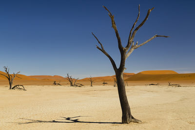 Bare tree on sand dune against clear blue sky