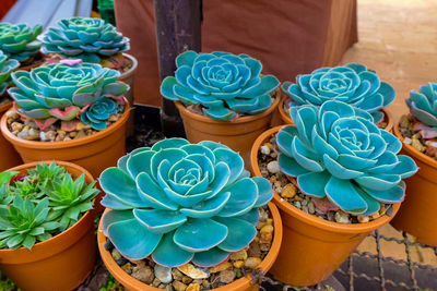 Colorful flowers for sale