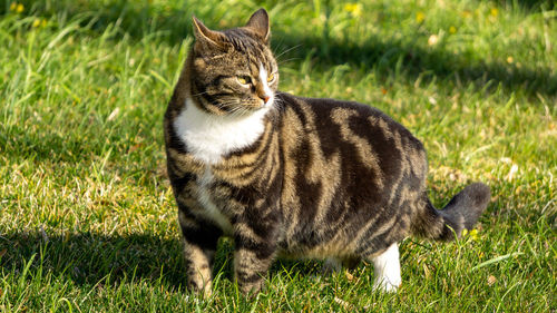 Cat lying on grass