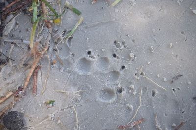 Close-up of plants