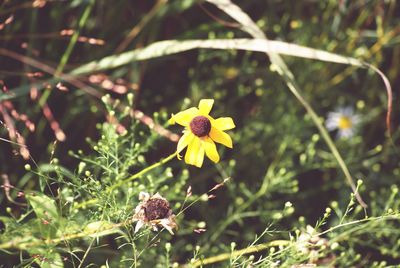 Close-up of yellow flowers blooming in field