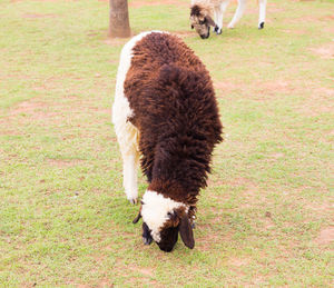 Close-up of a horse