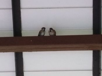 View of birds perching on railing
