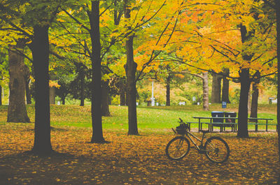 Bicycle parked by tree in park during autumn