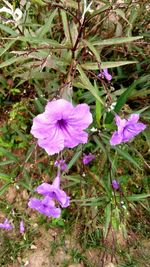 Close-up of purple flowers