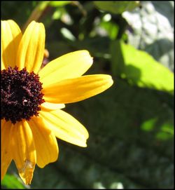 Close-up of yellow flower blooming outdoors