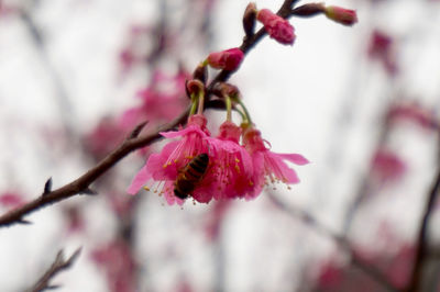 Close-up of pink flower on branch