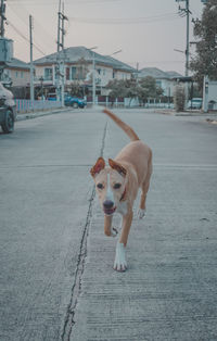 Dog standing on road