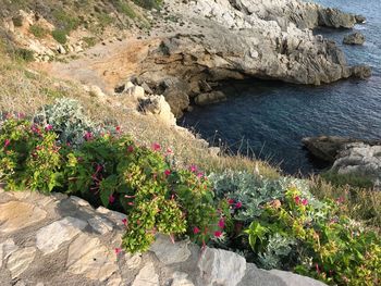 Flowers growing on rock by sea