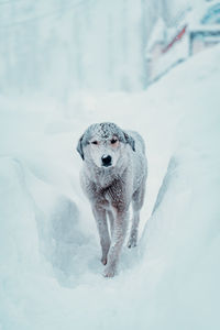 Dog on snow covered field