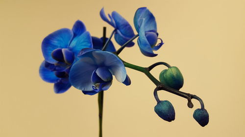 Close-up of flowers over blue background