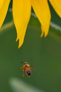 Close-up of insects on white surface