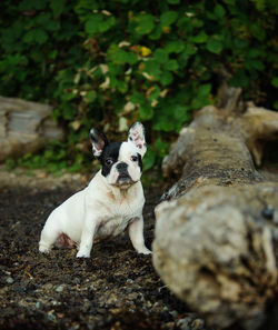 Dog on dirt road