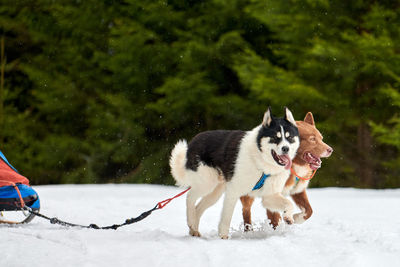 View of dog on field during winter