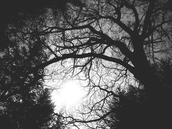 Low angle view of bare trees against sky