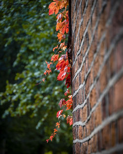 Close-up of red flowering plant against wall