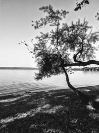 Tree by sea against sky