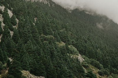 Scenic view of pine trees on mountain