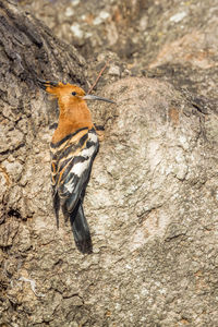 Close-up of bird on rock