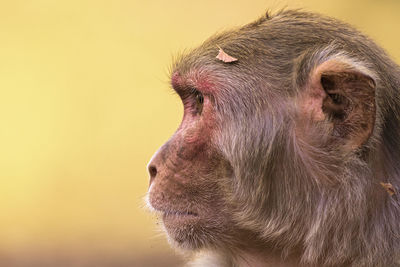 Close-up side portrait of a macaque monkey