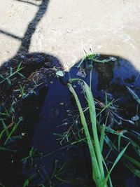 High angle view of wet grass on land