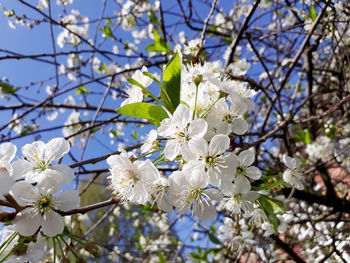 Low angle view of white cherry blossoms in spring