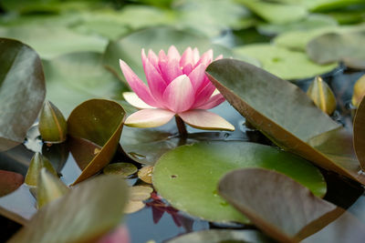 Close-up of lotus water lily in pond