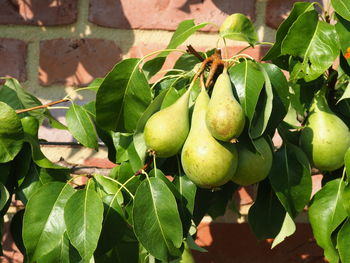 Close-up of apples on plant