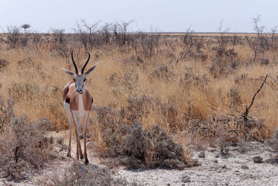 Frontal facing springbock antidorcas marsupialis in the steppe, etosha national park, namibia