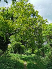 Trees growing on field against sky