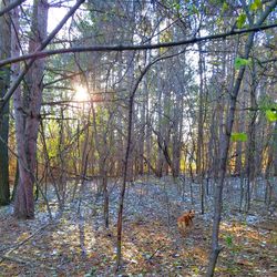 Low angle view of trees against sky