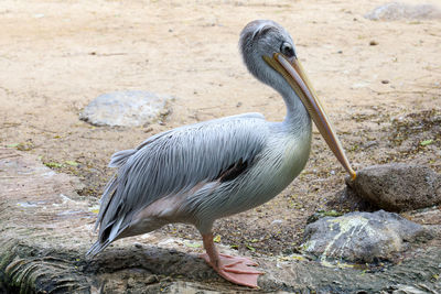 Heron standing on rock