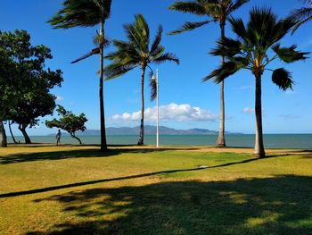 Palm trees on golf course against sky