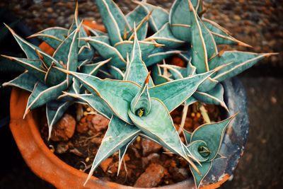 High angle view of succulent plant on field