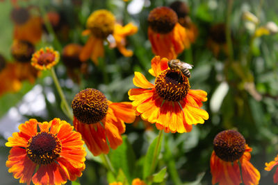 Close-up of orange flowers