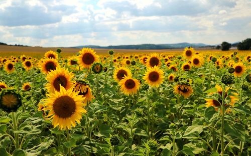 Scenic view of sunflowers on field against sky