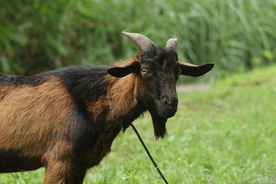 Close-up of goat on field