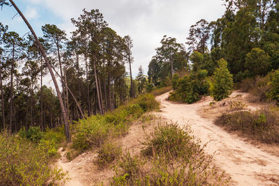 Scenic view of a dirt hiking trail in pine tree forest in mbooni forest, makueni county in kenya