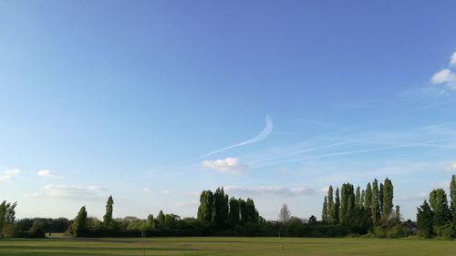 Trees on field against blue sky