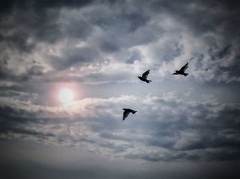 Low angle view of bird flying over cloudy sky