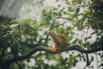 Low angle view of squirrel on tree