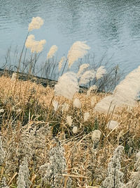 High angle view of grass on beach