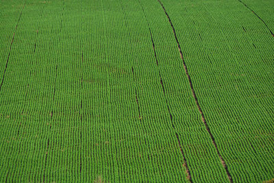 Full frame shot of corn field