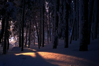 Trees growing in sunlight