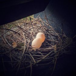 High angle view of bird in nest